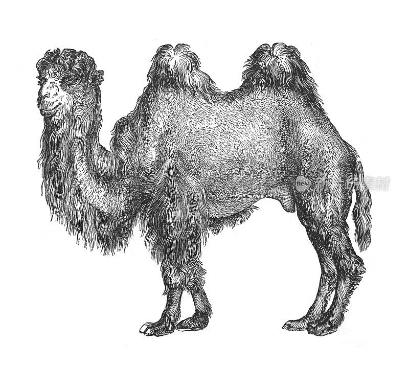 双峰驼又称蒙古骆驼或家养双峰驼(Camelus bactrianus)——古刻插图